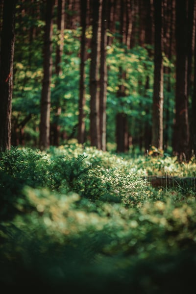 nature 01